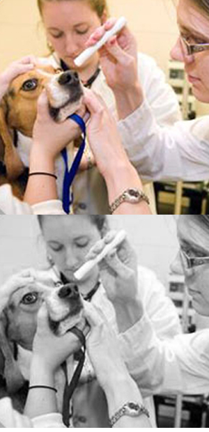 veterinary instruments